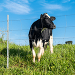 Imagem-1-de-7-de-Cerca-Pronta-Tela-Belgo-Bovino-®--50m-