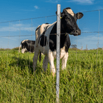 Imagem-2-de-7-de-Cerca-Pronta-Tela-Belgo-Bovino-®--50m-