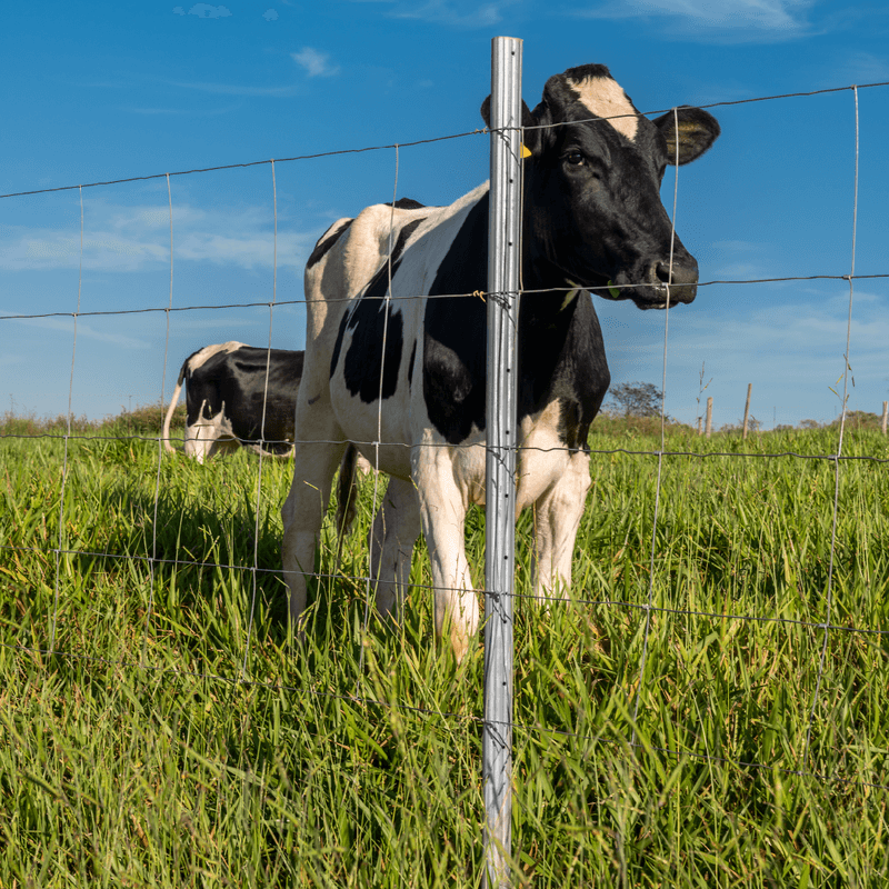 Imagem 2 de 7 de Cerca Pronta Tela Belgo Bovino ® (50m)