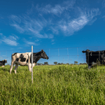 Imagem-4-de-7-de-Cerca-Pronta-Tela-Belgo-Bovino-®--50m-
