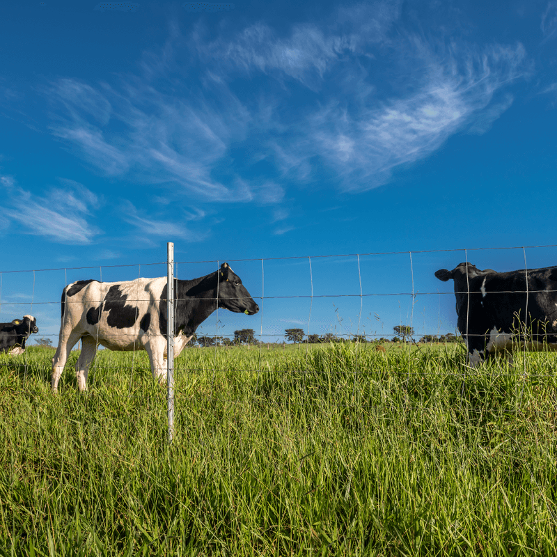Imagem-4-de-7-de-Cerca-Pronta-Tela-Belgo-Bovino-®--50m-