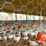 Imagem-4-de-5-de-Tela-Galinheiro-Belgo-Hexanet-®--2-x-18-x-180-x-50m-