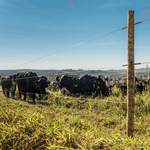 Imagem-2-de-4-de-Arame-para-Cerca-Eletrica-Belgo-Eletrix-®--1000m-