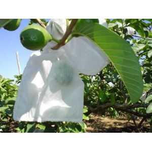 Saco para Proteção de Frutos DB Frutas 21x25cm 500 unidades