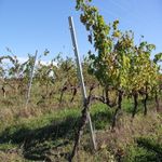 GP1-Vineyard-R.jpg