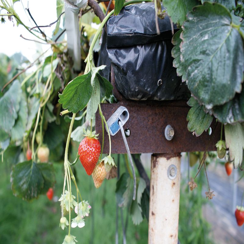 GP2_Table-Top_Strawberries_3.jpg