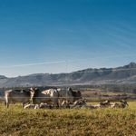 Imagem-4-de-7-de-Arame-Liso-Z-700-Belgo---Arame-Ovalado-®--1000m-